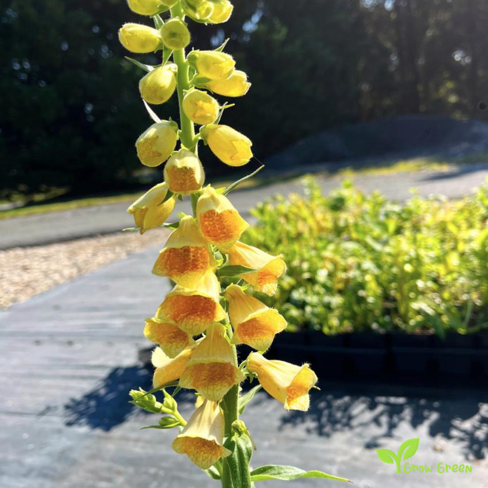 20 seeds Yellow Foxglove - DIGITALIS GRANDIFLORA + Gift 5 seeds Sunflower