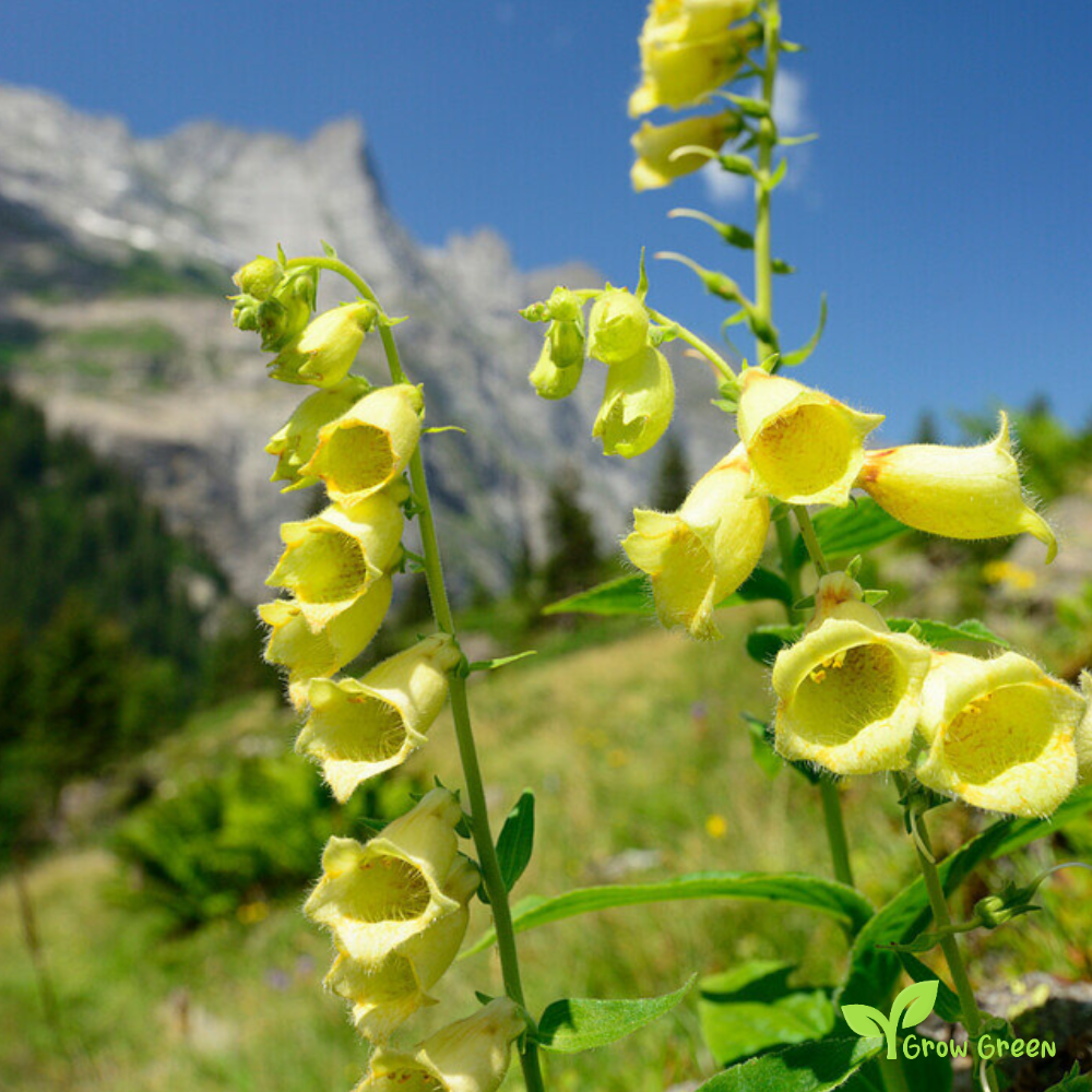 20 seeds Yellow Foxglove - DIGITALIS GRANDIFLORA + Gift 5 seeds Sunflower