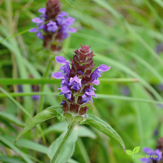 20 seeds of Self Heal PRUNELLA VULGARIS Heart of the Earth + Gift 5 seeds Sunflower