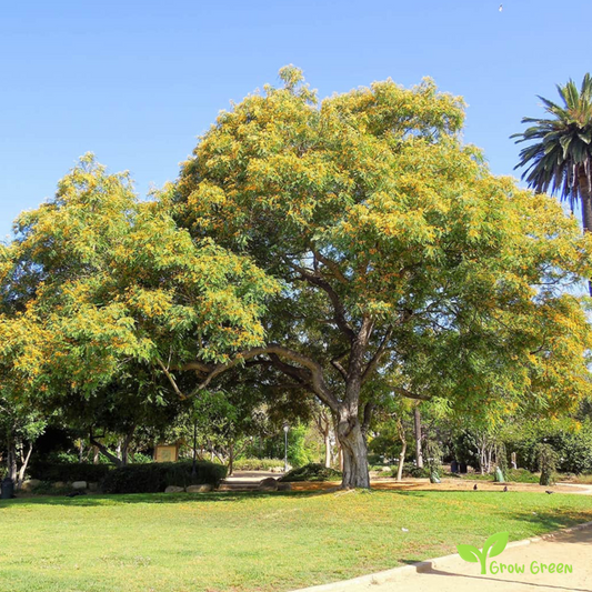 3 Tipa seeds - TIPUANA TIPU - Rosewood + Gift 5 seeds Sunflower