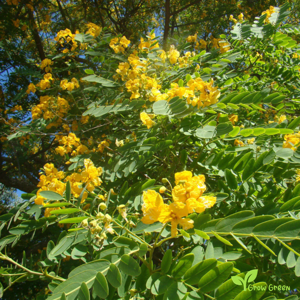 3 Tipa seeds - TIPUANA TIPU - Rosewood + Gift 5 seeds Sunflower