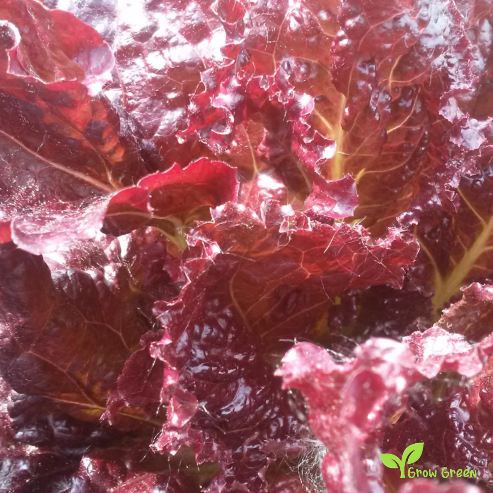 50 seeds of Lettuce Red Velvet - LACTUCA SATIVA - Salad + Gift 5 seeds Sunflower