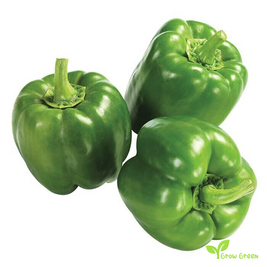 30 seeds Green Bell Pepper - CAPSICUM ANNUUM - Sweet Pepper + Gift 5 seeds Sunflower
