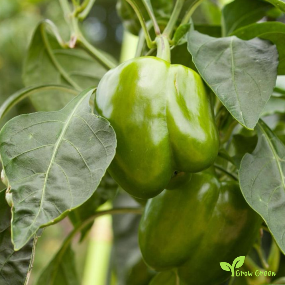 30 seeds Green Bell Pepper - CAPSICUM ANNUUM - Sweet Pepper + Gift 5 seeds Sunflower
