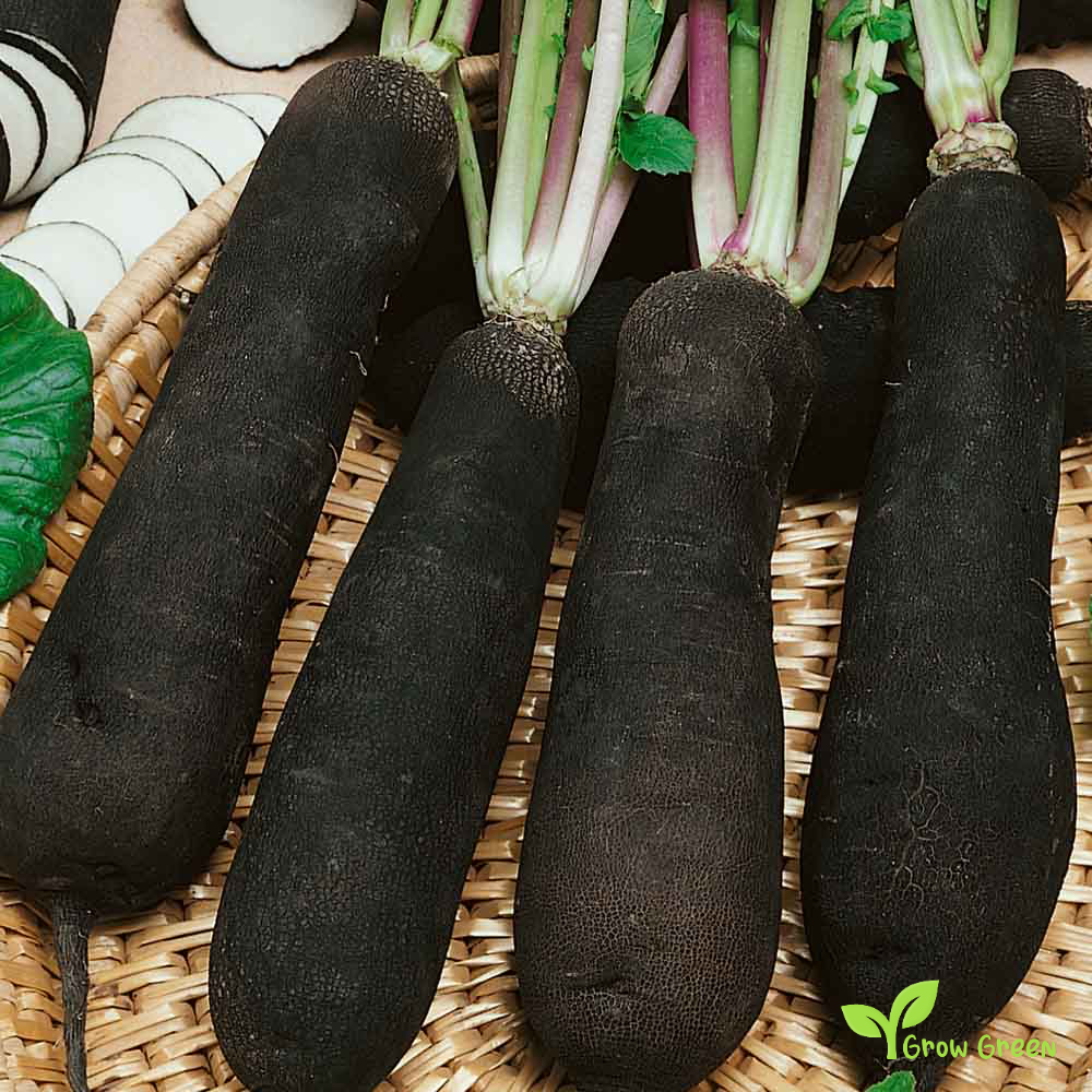 50 seeds of Black Radish Spanish Long - RAPHANUS SATIVUS + Gift 5 seeds Sunflower