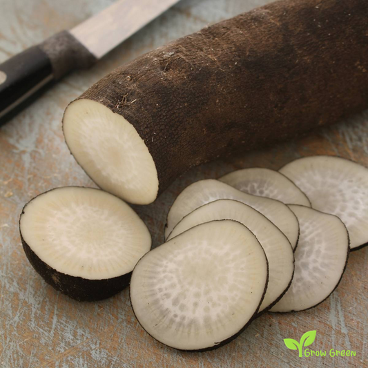 50 seeds of Black Radish Spanish Long - RAPHANUS SATIVUS + Gift 5 seeds Sunflower