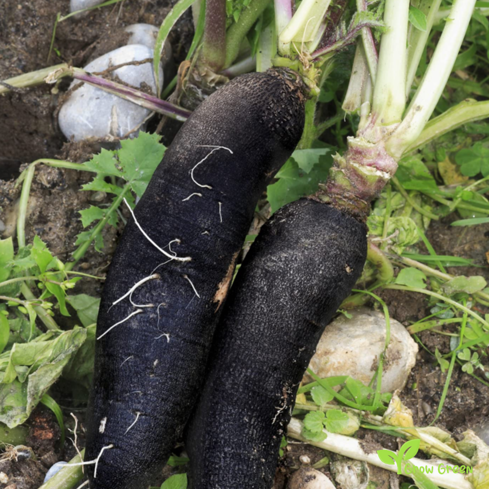 50 seeds of Black Radish Spanish Long - RAPHANUS SATIVUS + Gift 5 seeds Sunflower