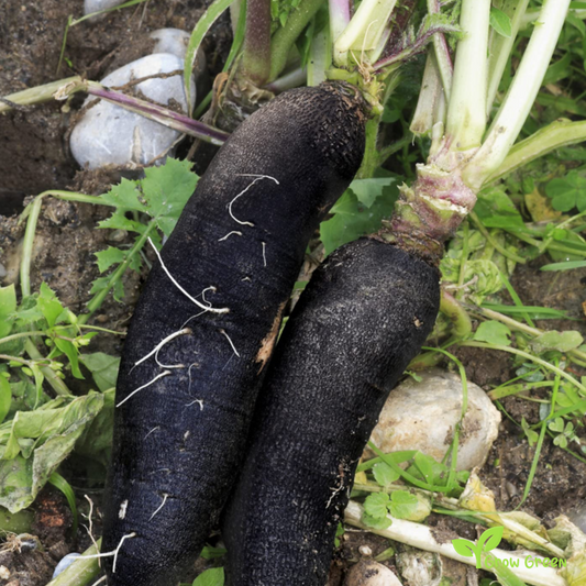 50 seeds of Black Radish Spanish Long - RAPHANUS SATIVUS + Gift 5 seeds Sunflower