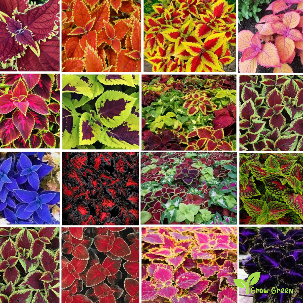 5 seeds Coleus Mix - COLEUS SCUTELLARIOIDES - Blumei + Gift 5 seeds Sunflower
