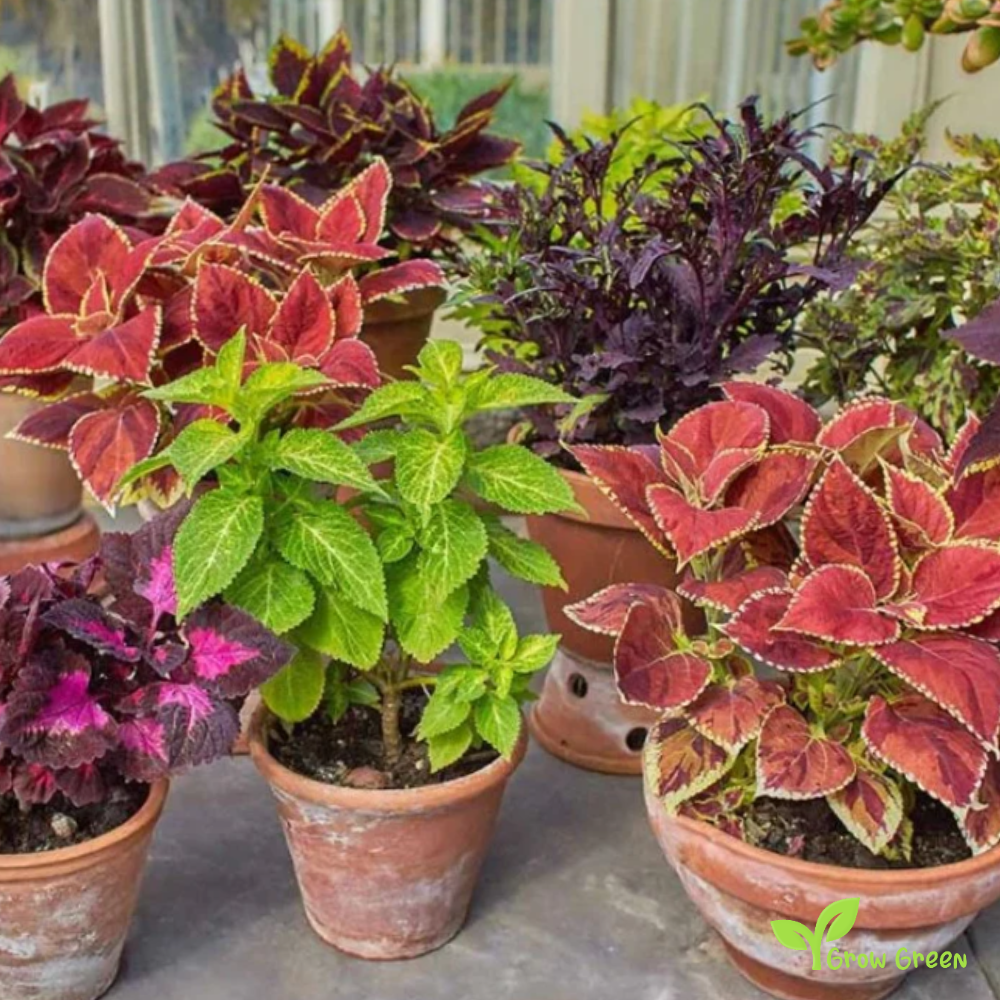 5 seeds Coleus Mix - COLEUS SCUTELLARIOIDES - Blumei + Gift 5 seeds Sunflower