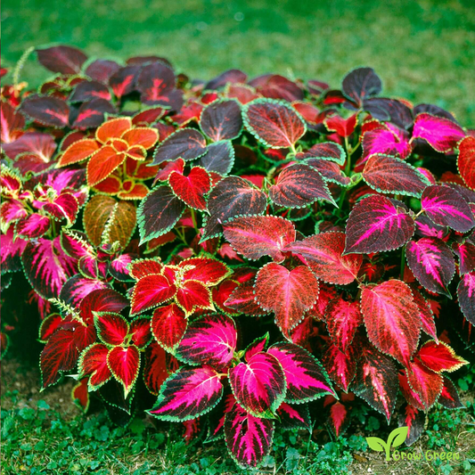 5 seeds Coleus Mix - COLEUS SCUTELLARIOIDES - Blumei + Gift 5 seeds Sunflower
