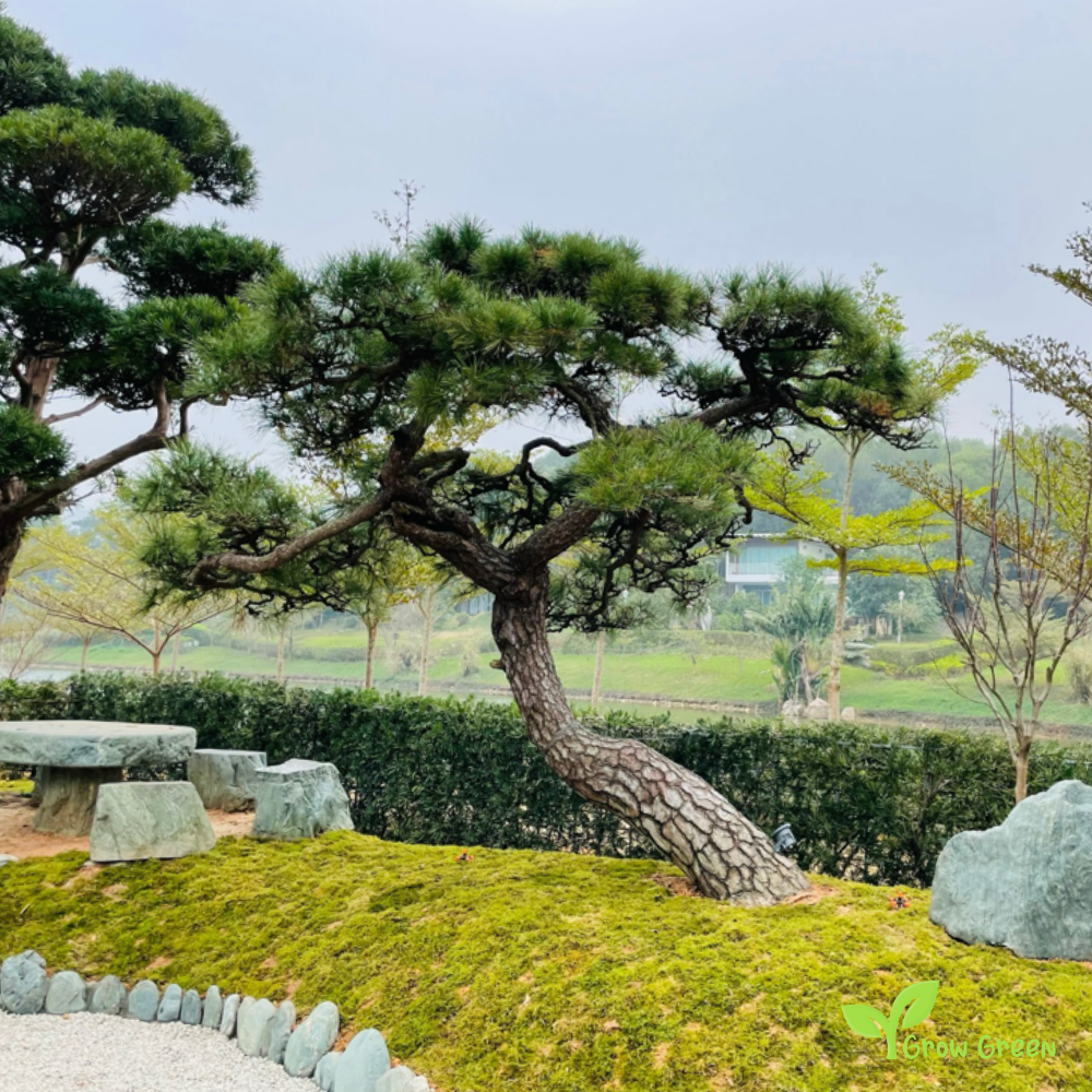 5 seeds of Japanese Black Pine - PINUS THUNBERGII + Gift 5 seeds Sunflower