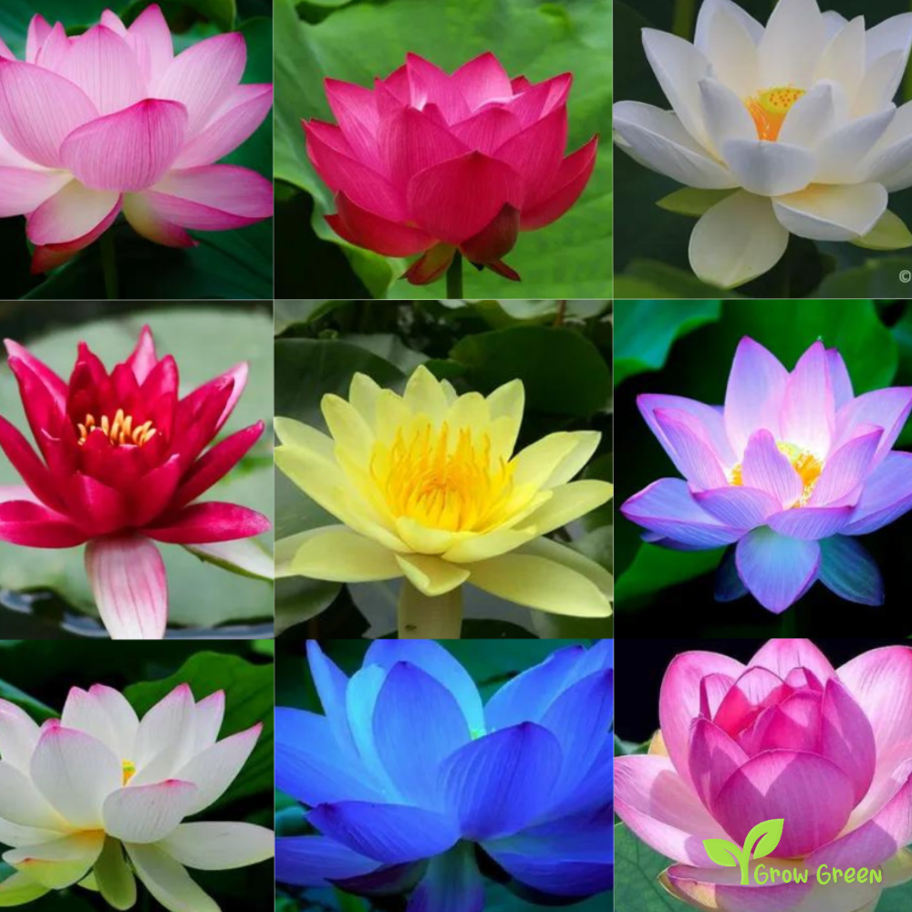 5 seeds of Lotus (Mix Colour) - NELUMBO NICIFERA + Gift 5 seeds Sunflower