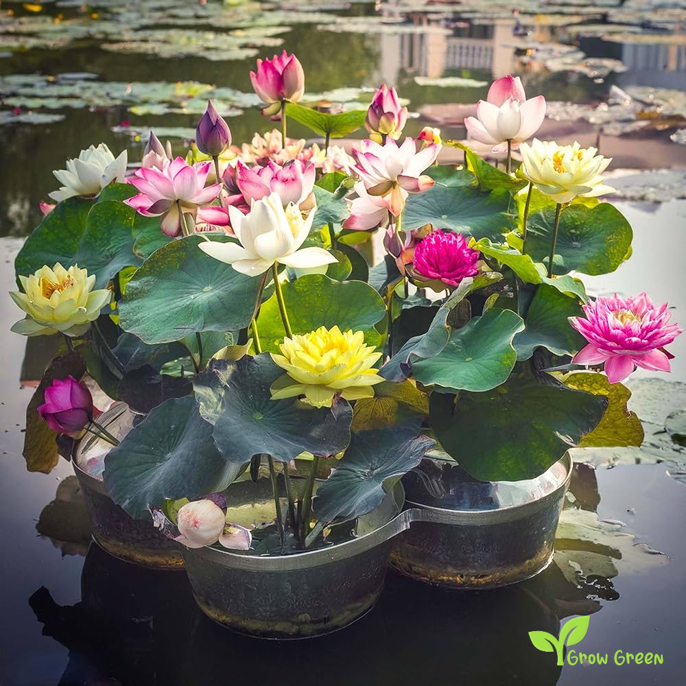 5 seeds of Lotus (Mix Colour) - NELUMBO NICIFERA + Gift 5 seeds Sunflower