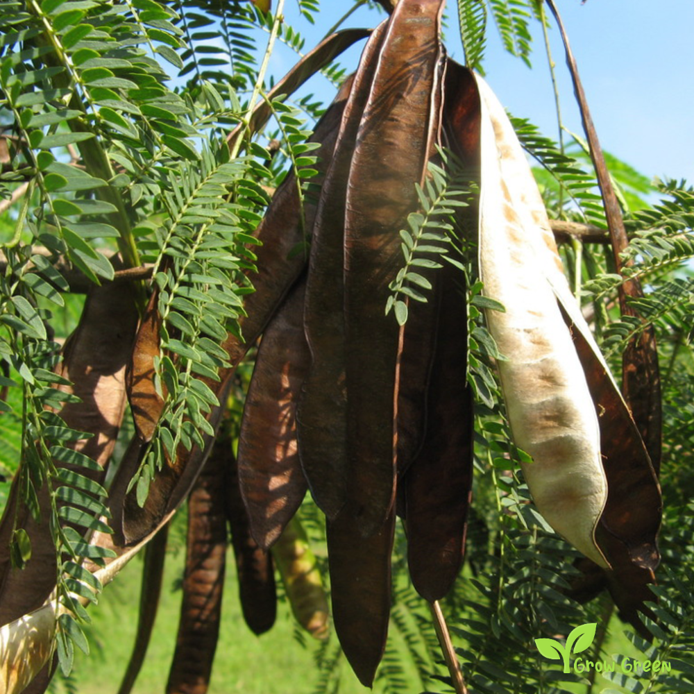 5 seeds White Leadtree - LEUCAENA LEUCOCEPHALA - Acacia + Gift 5 seeds Sunflower