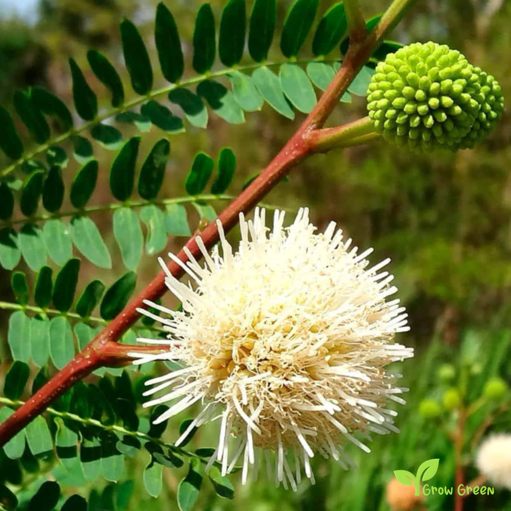 5 seeds White Leadtree - LEUCAENA LEUCOCEPHALA - Acacia + Gift 5 seeds Sunflower