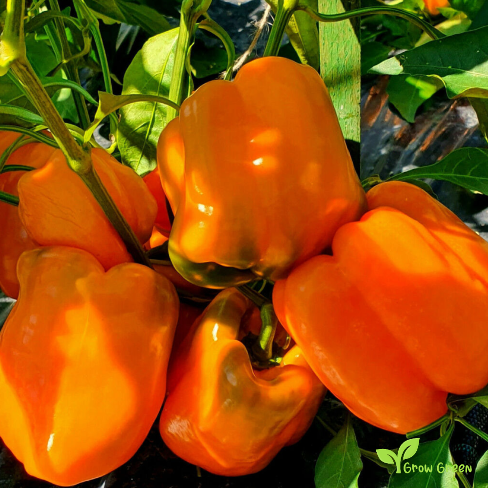 30 seeds Orange Bell Pepper - CAPSICUM ANNUUM - Sweet Pepper + Gift 5 seeds Sunflower