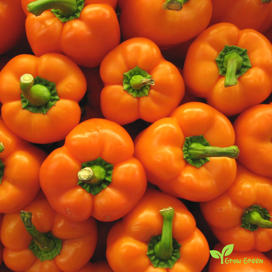 30 seeds Orange Bell Pepper - CAPSICUM ANNUUM - Sweet Pepper + Gift 5 seeds Sunflower