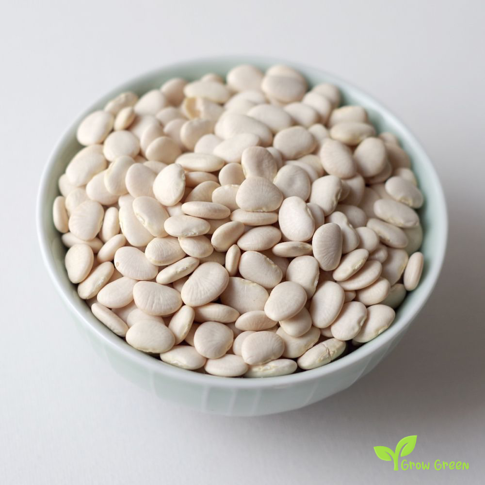 20 seeds Small Lima Bean - PHASEOLUS LUNATUS - Butter Bean + Gift 5 seeds Sunflower