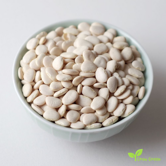 20 seeds Small Lima Bean - PHASEOLUS LUNATUS - Butter Bean + Gift 5 seeds Sunflower