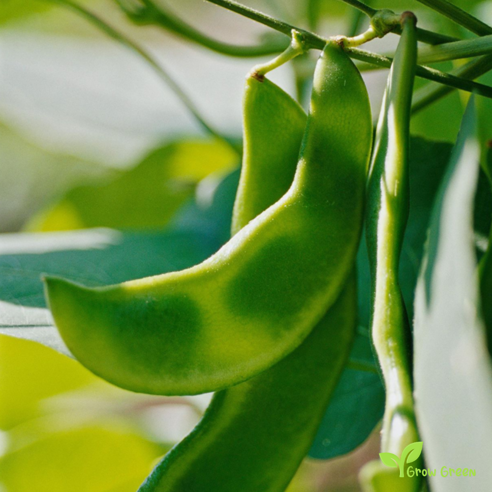 20 seeds of GIANT Lima Bean - PHASEOLUS LUNATUS - Butter Bean + Gift 5 seeds Sunflower