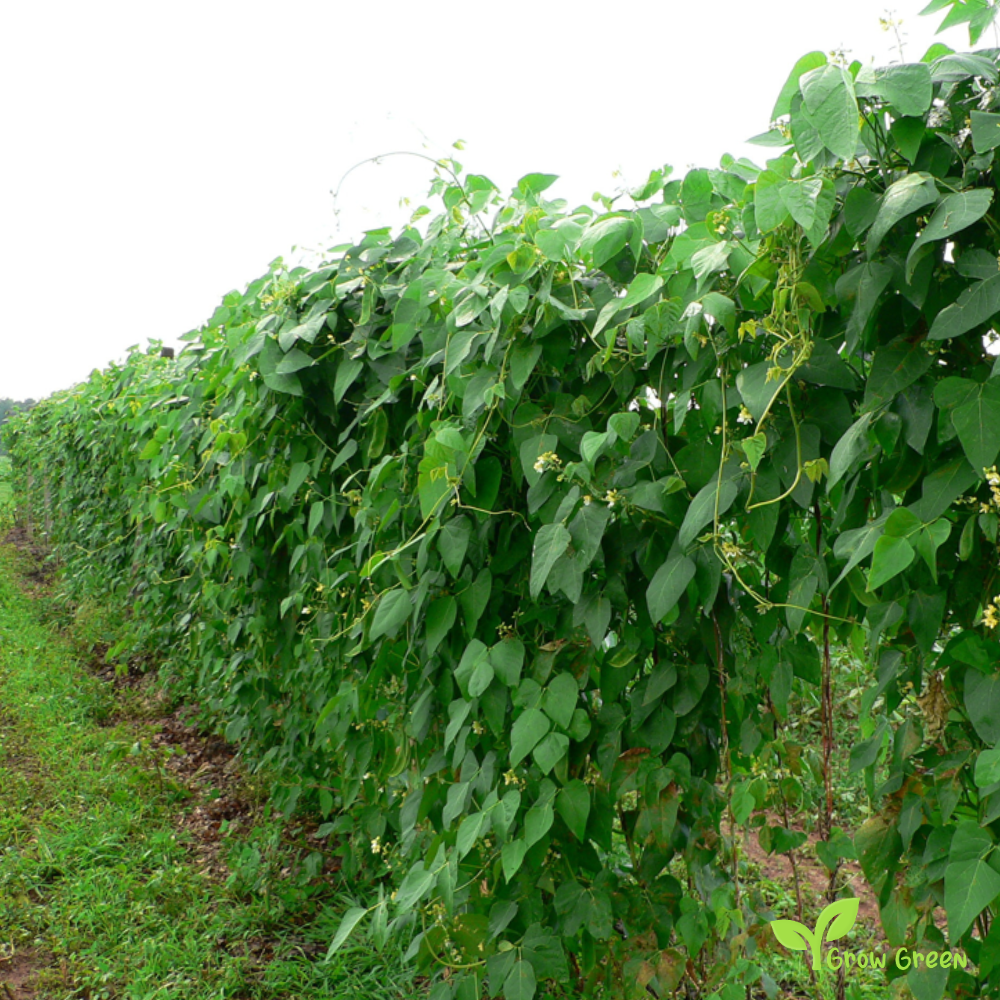 20 seeds Small Lima Bean - PHASEOLUS LUNATUS - Butter Bean + Gift 5 seeds Sunflower