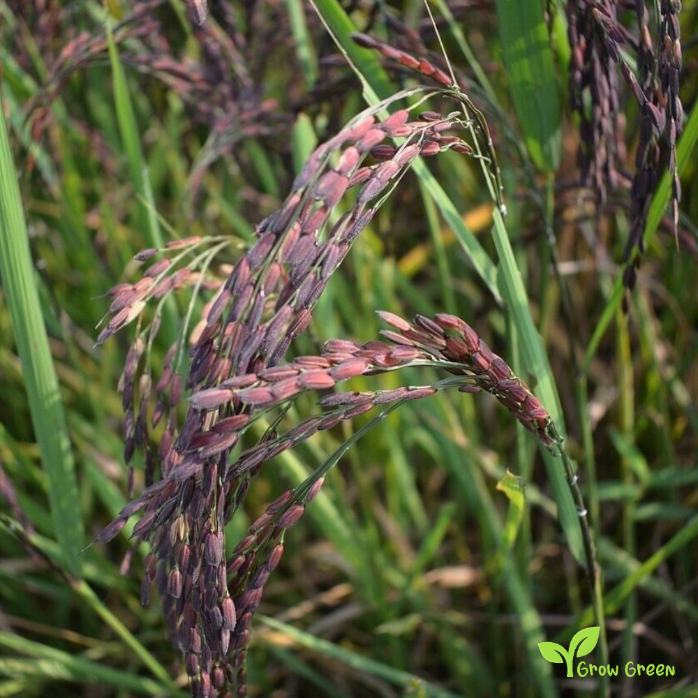 30 seeds of Tai Red Rice - ORYZA SATIVA + Gift 5 seeds of Sunflower