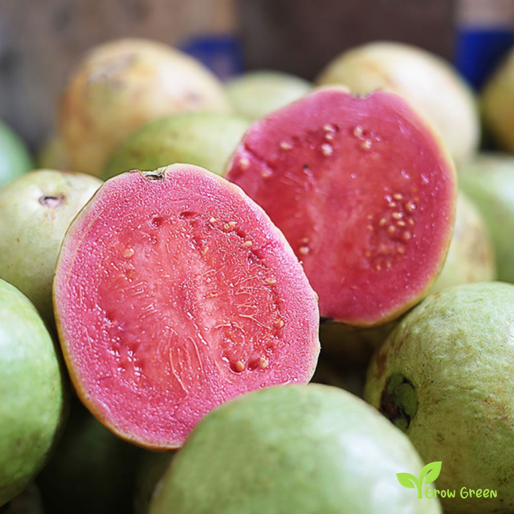 25 seeds of Pink Guava - PSIDIUM GUAJAVA - Guava + Gift 5 seeds Sunflower