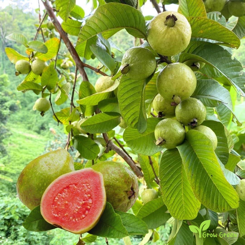 25 seeds of Pink Guava - PSIDIUM GUAJAVA - Guava + Gift 5 seeds Sunflower