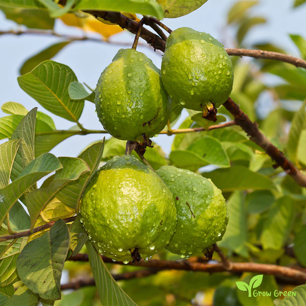 25 seeds of Pink Guava - PSIDIUM GUAJAVA - Guava + Gift 5 seeds Sunflower