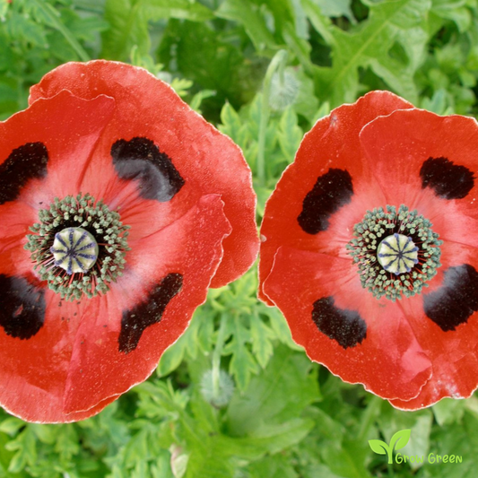 20 seeds of Lady Bird Poppy - PAPAVER - POPPY + Gift 5 seeds Sunflower