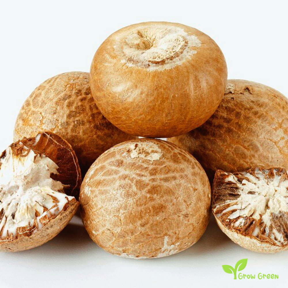 3 seeds of Areca Nut - ARECA CATECHU - Betel Palm + Gift 5 seeds Sunflower