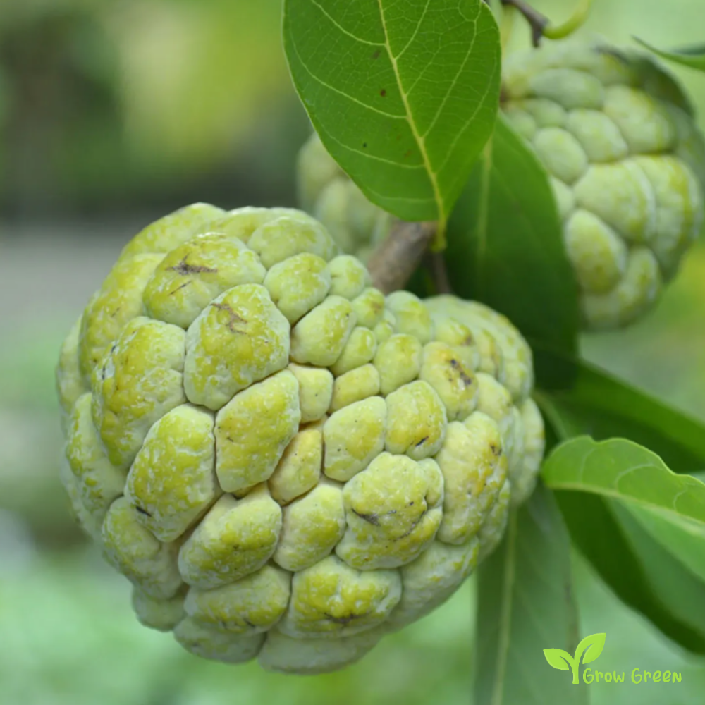 5 seeds Sugar Apple - ANNONA SQUAMOSA + Gift 5 seeds Sunflower
