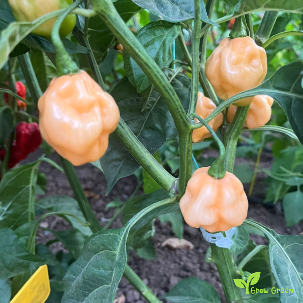 10 seeds of Peach Habanero Chilli - CAPSICUM CHINENESE + Gift 5 seeds Sunflower