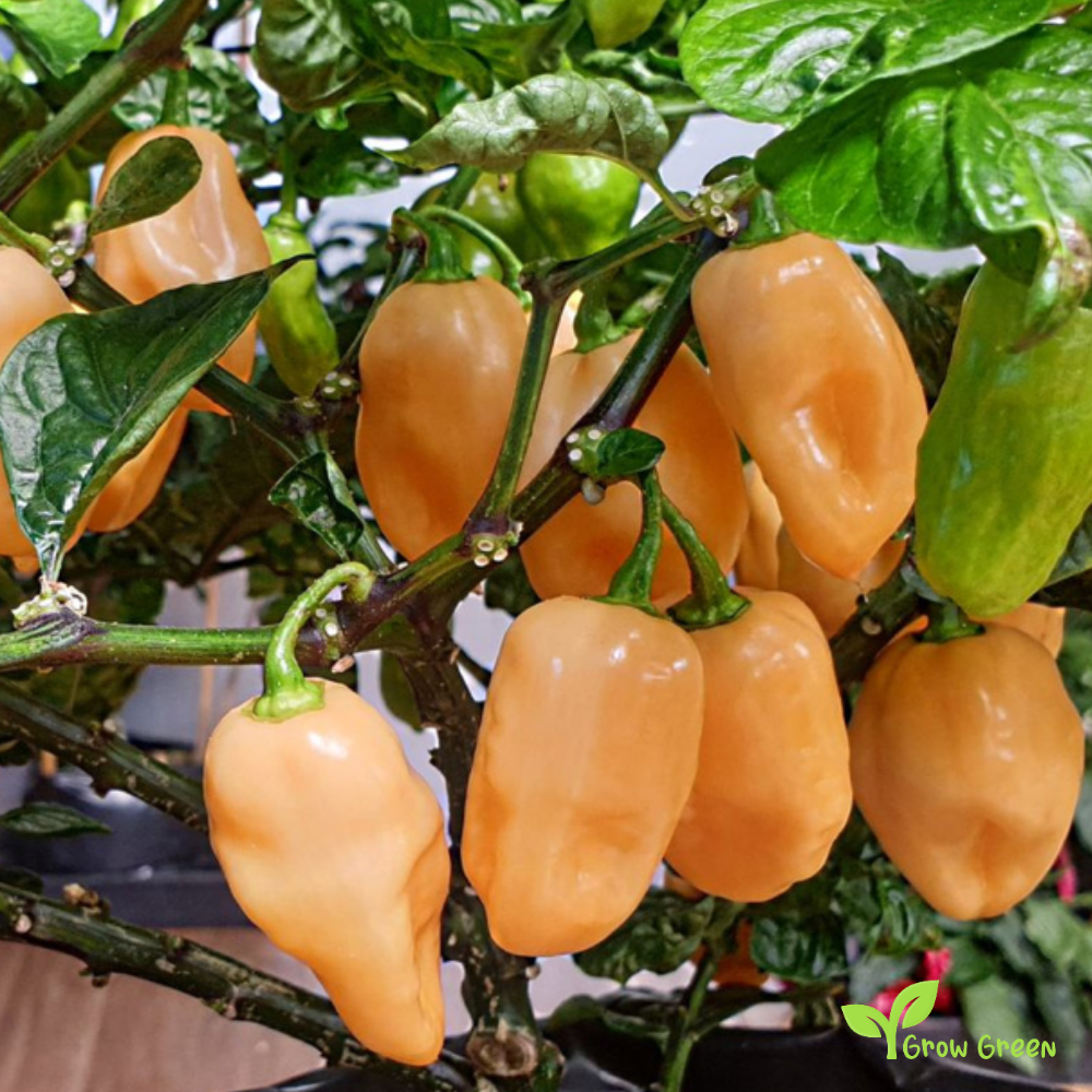 10 seeds of Peach Habanero Chilli - CAPSICUM CHINENESE + Gift 5 seeds Sunflower