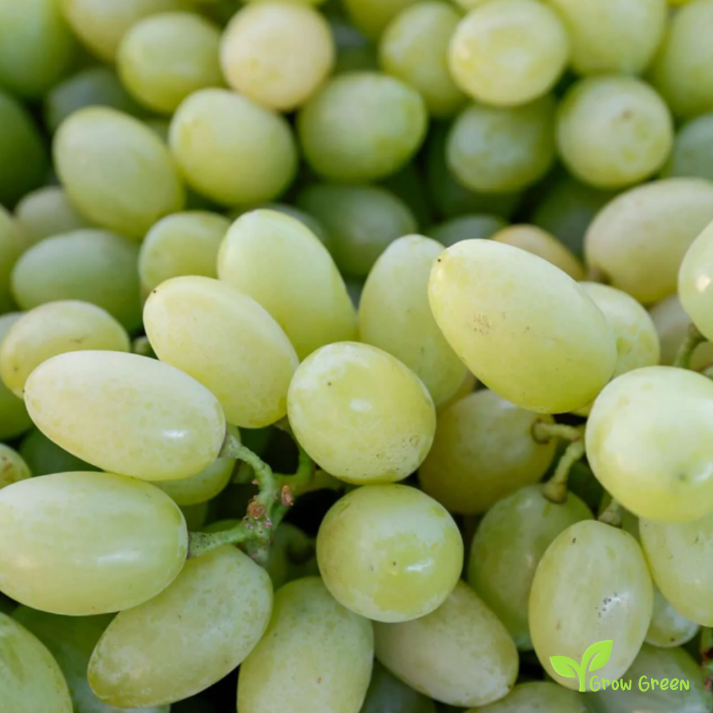 5 seeds of White Grape - VITIS + Gift 5 seeds Sunflower