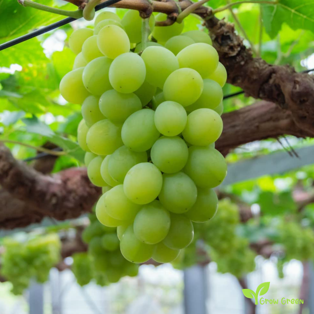 5 seeds of White Grape - VITIS + Gift 5 seeds Sunflower