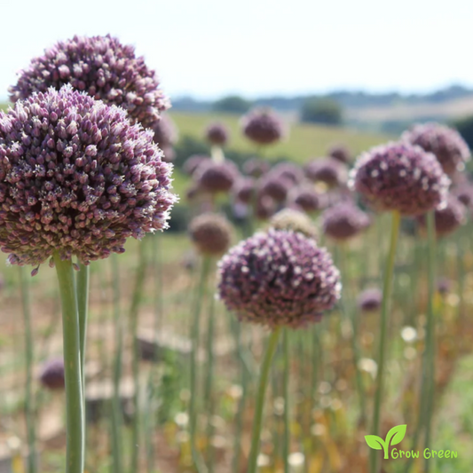 5 cloves of Garlic - ALLIUM SATIVUM + Gift 5 seeds Sunflower