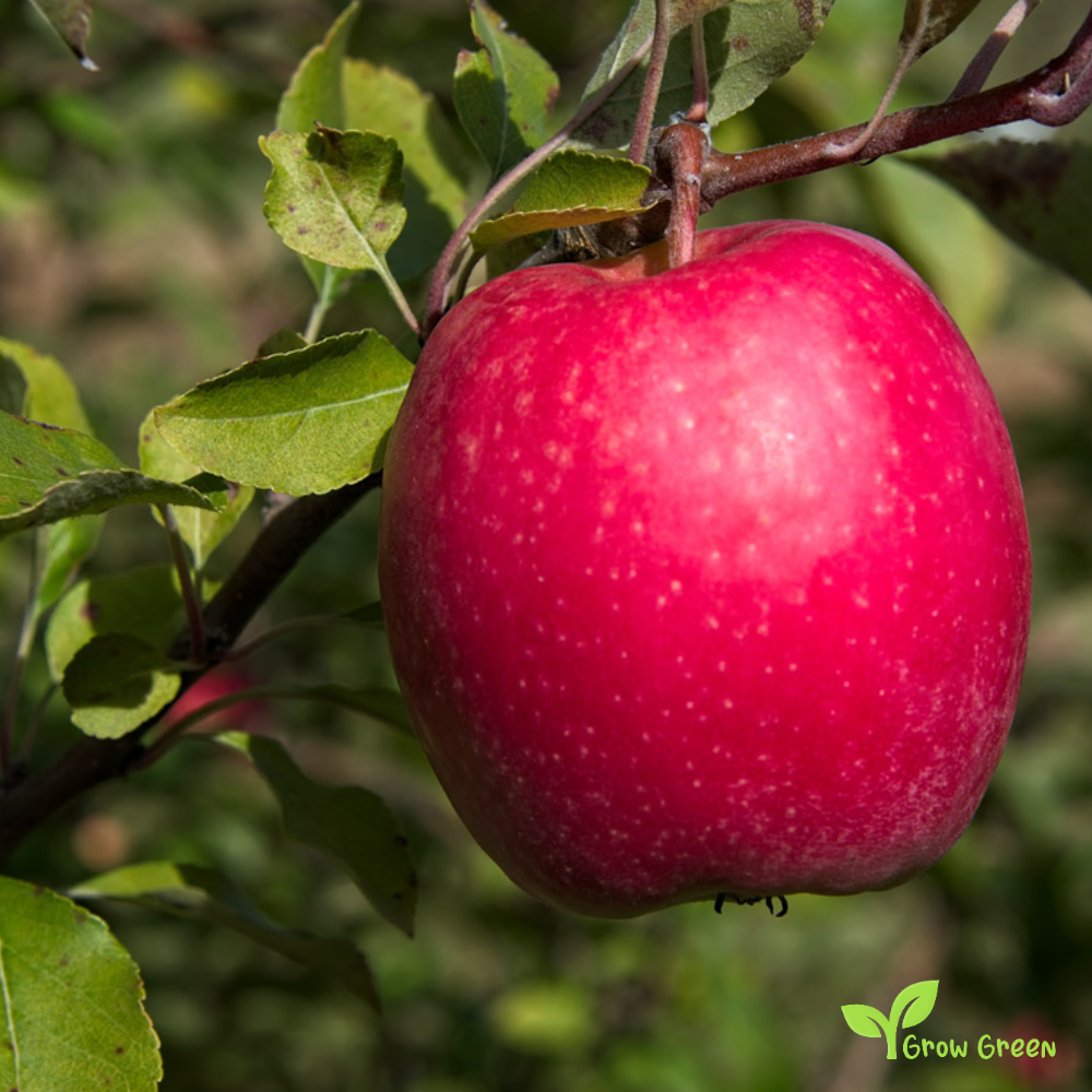 5 seeds of Red Apple - MALUS DOMESTICA + Gift 5 seeds Sunflower