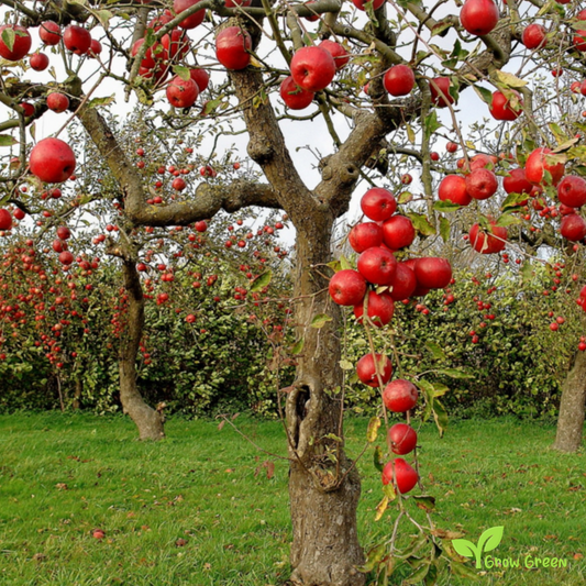 5 seeds of Red Apple - MALUS DOMESTICA + Gift 5 seeds Sunflower
