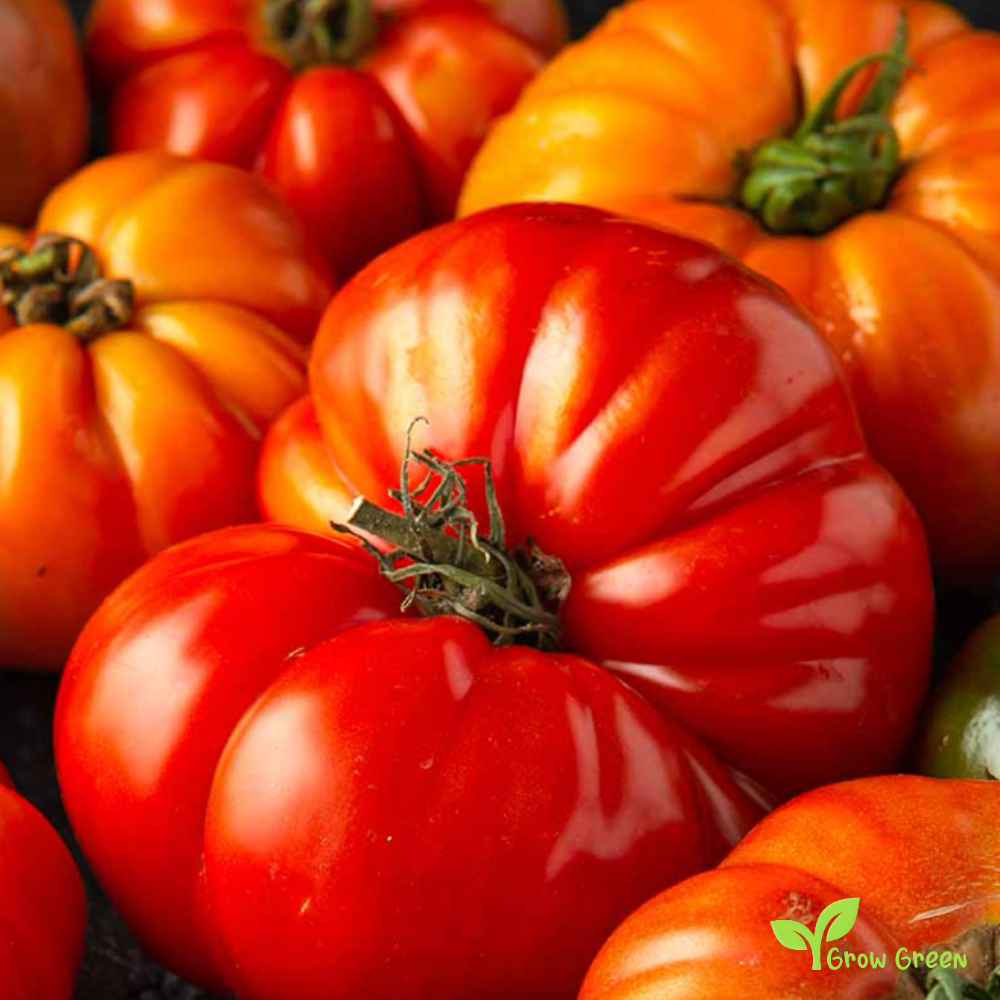 10 seeds Beefsteak Tomato - SOLANUM LYCOPERSICUM + Gift 5 seeds Sunflower