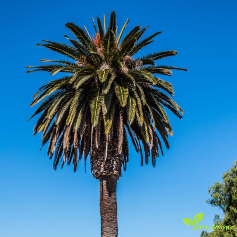 5 seeds Canary Island Date Palm PHOENIX CANARIENSIS Pineapple Palm + Gift 5 seeds Sunflower