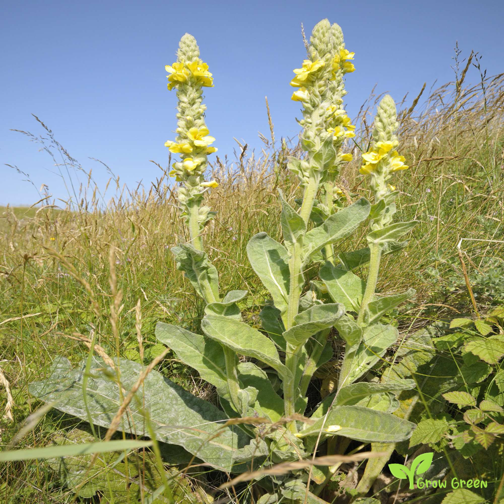 20 seeds of Great Common Mullein - VERBASCUM THAPSUS + Gift 5 seeds Sunflower