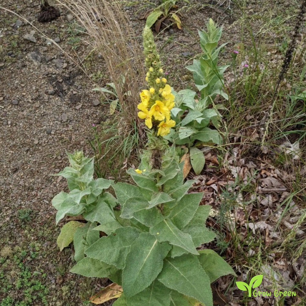 20 seeds of Great Common Mullein - VERBASCUM THAPSUS + Gift 5 seeds Sunflower