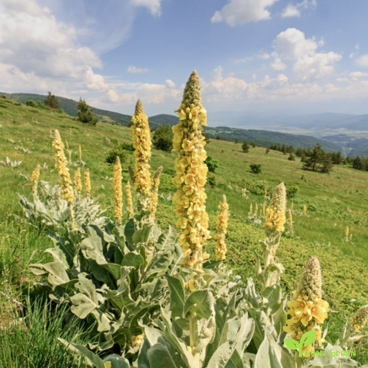20 seeds of Great Common Mullein - VERBASCUM THAPSUS + Gift 5 seeds Sunflower
