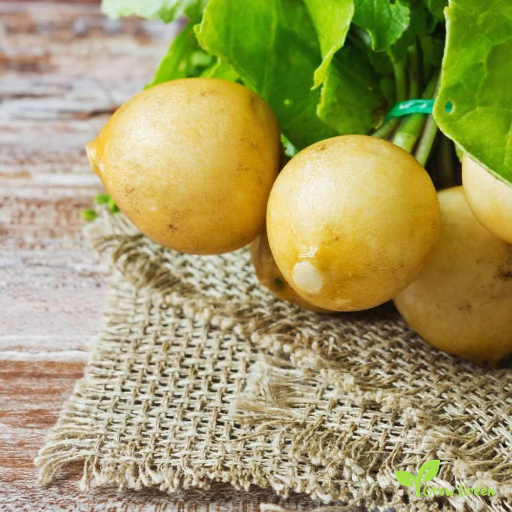 50 seeds of Radish Zlata Yellow - RAPHANUS SATIVUS + Gift 5 seeds Sunflower