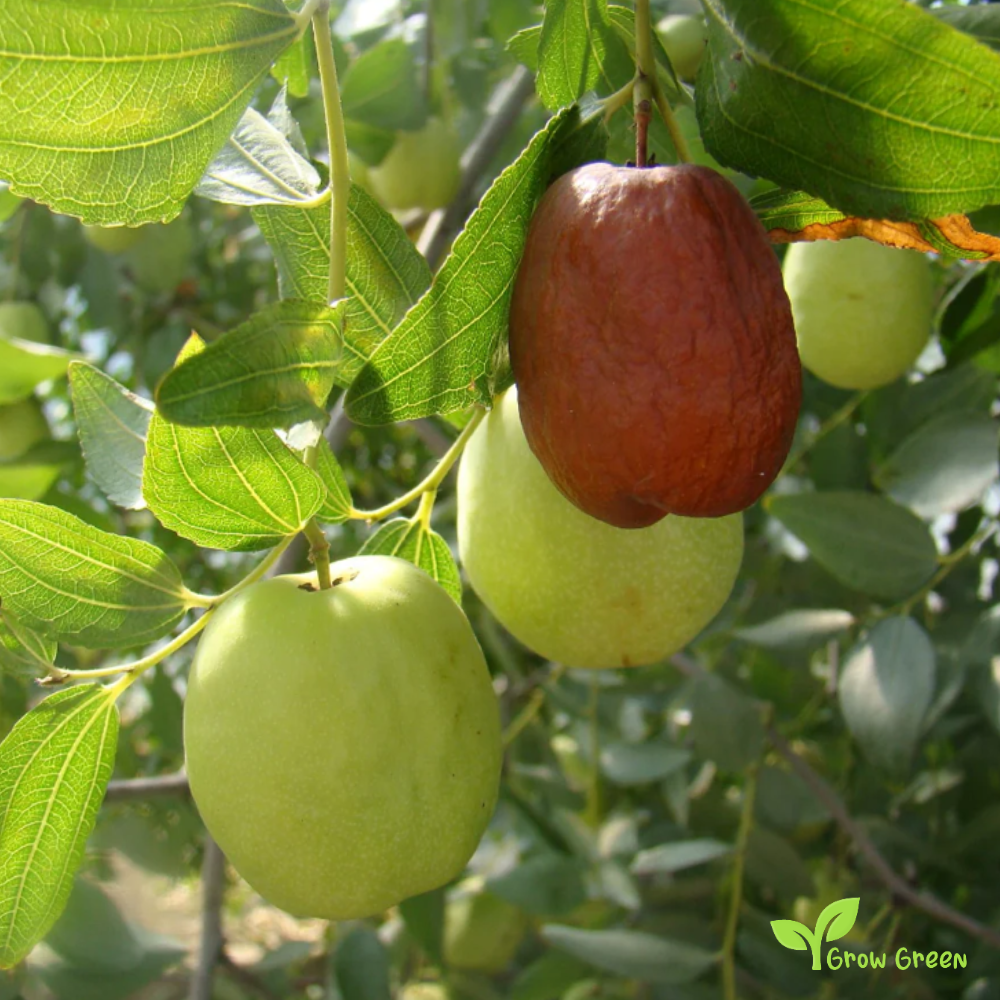 5 seeds Jujube - ZIZIPHUS JUJUBA - Red Chinese Date + Gift 5 seeds Sunflower