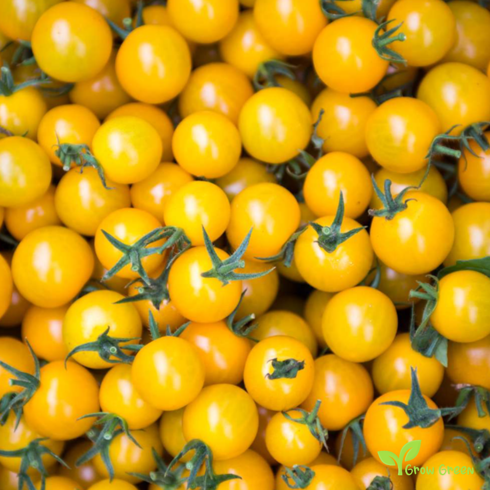 10 seeds Yellow Cherry Tomato - SOLANUM LYCOPERSICUM + Gift 5 seeds Sunflower