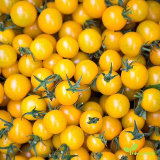 10 seeds Yellow Cherry Tomato - SOLANUM LYCOPERSICUM + Gift 5 seeds Sunflower