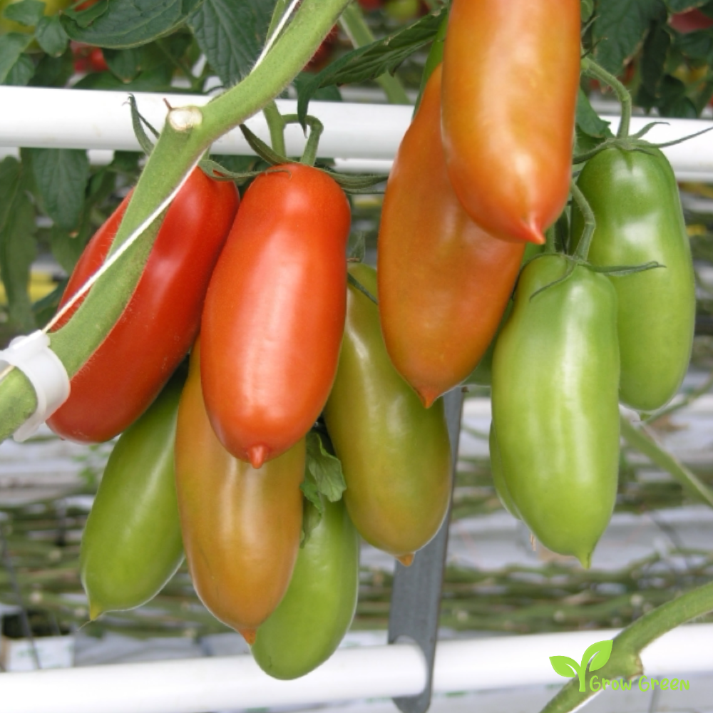 10 seeds San Marzano Tomato - SOLANUM LYCOPERSICUM + Gift 5 seeds Sunflower
